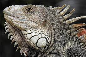 Iguana2