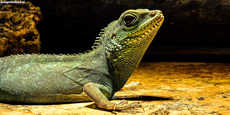 iguana800x400